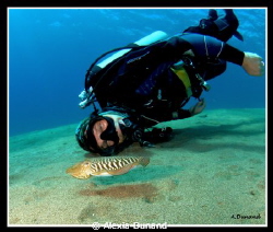 Cuttle fish and diver by Alexia Dunand 